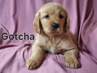 Gotcha, a male Golden Irish for sale in Sylvester, GA – Photo 1 of 4