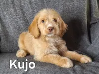 Kujo(mini) , a male Goldendoodle and Labradoodle for sale in Sylvester, GA – 3 of 4