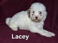 Lacey, a female Cockapoo for sale in Sylvester, GA – 3 of 4