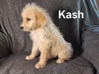 Kash( mini), a male Goldendoodle and Labradoodle for sale in Sylvester, GA – 3 of 4