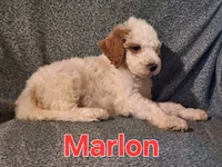 Marlon, a male Poodle - Standard  for sale in Sylvester, GA – 4 of 4