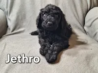 Jethro (f1bb), a male Labradoodle for sale in Sylvester, GA – 3 of 4