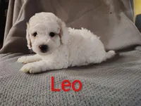 Leo, a male Cockapoo for sale in Sylvester, GA – 3 of 4