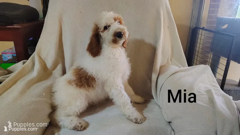 Mia – Poodle - Standard  puppy for sale in Sylvester, GA