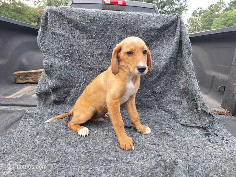 Ian(mini) – Irish Doodle puppy for sale in Sylvester, GA