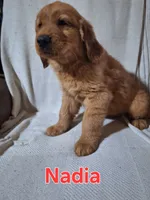 Nadia, a female Golden Retriever and Irish Setter for sale in Sylvester, GA – 2 of 4