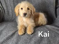 Kai (mini), a male Goldendoodle and Labradoodle for sale in Sylvester, GA – 1 of 4