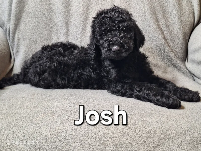 Josh (f1bb) – Labradoodle puppy for sale in Sylvester, GA