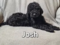 Josh (f1bb), a male Labradoodle for sale in Sylvester, GA – 1 of 4
