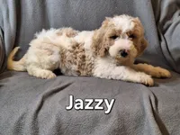 Jazzy (F1bb), a female Labradoodle for sale in Sylvester, GA – 4 of 4