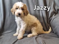 Jazzy (F1bb), a female Labradoodle for sale in Sylvester, GA – 1 of 4