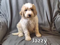 Jazzy (F1bb), a female Labradoodle for sale in Sylvester, GA – 3 of 4