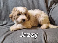 Jazzy (F1bb), a female Labradoodle for sale in Sylvester, GA – 2 of 4