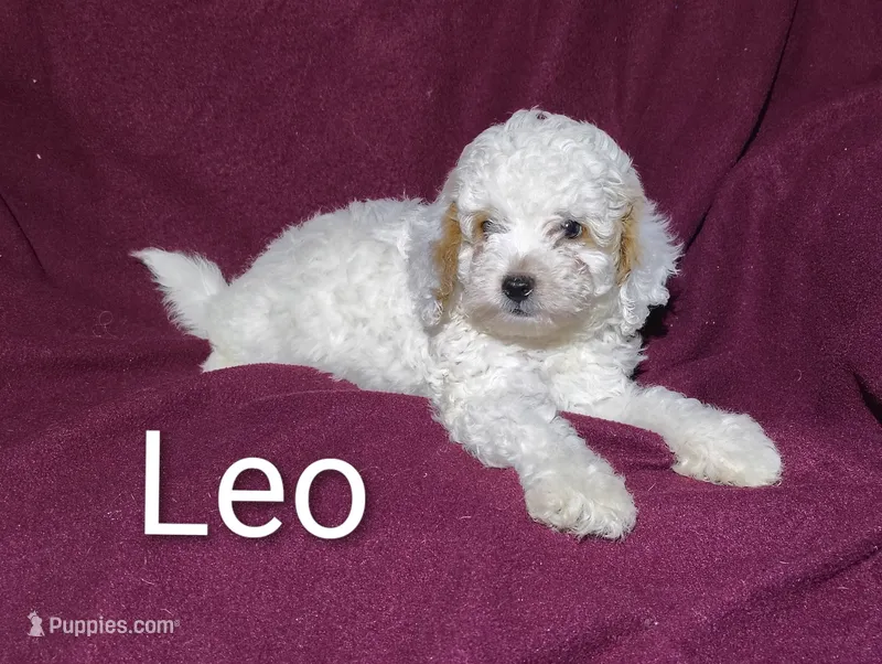 Leo (mini) – Cockapoo puppy for sale in Sylvester, GA