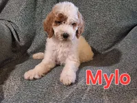 Mylo, a male Poodle - Standard  for sale in Sylvester, GA – 2 of 4