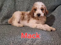 Mack, a male Poodle - Standard  for sale in Sylvester, GA – 3 of 4