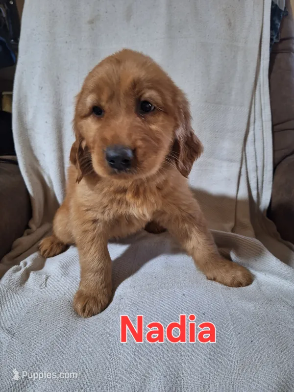 Nadia – Golden Retriever, Irish Setter puppy for sale in Sylvester, GA