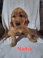 Nadia, a female Golden Retriever and Irish Setter for sale in Sylvester, GA – 1 of 4