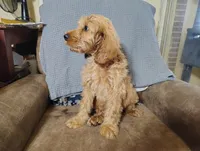 Ichabod (mini), a male Irish Doodle for sale in Sylvester, GA – 4 of 5