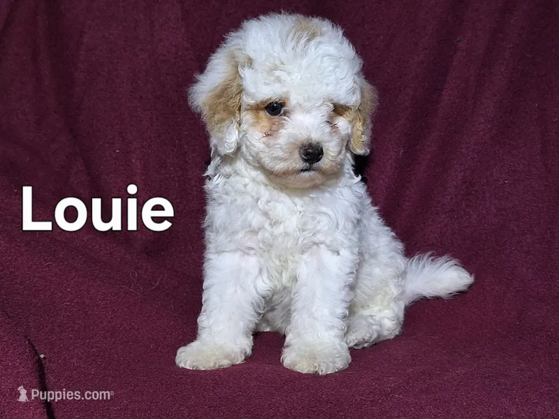Louie (mini) – Cockapoo puppy for sale in Sylvester, GA