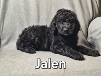 Jalen (f1bb), a male Labradoodle for sale in Sylvester, GA – 2 of 4