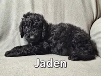 Jalen (f1bb), a male Labradoodle for sale in Sylvester, GA – 4 of 4