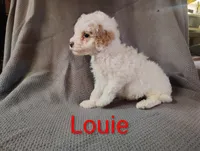 Louie, a male Cockapoo for sale in Sylvester, GA – 3 of 4