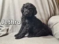 Jethro (f1bb), a male Labradoodle for sale in Sylvester, GA – 2 of 4