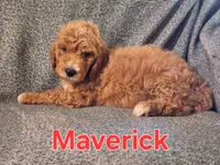 Maverick , a male Poodle - Standard  for sale in Sylvester, GA – 4 of 4