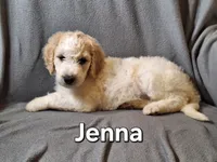 Jenna (F1bb), a female Labradoodle for sale in Sylvester, GA – 2 of 4