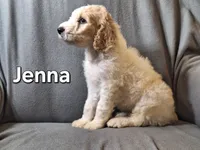 Jenna (F1bb), a female Labradoodle for sale in Sylvester, GA – 3 of 4