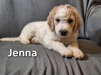 Jenna (F1bb), a female Labradoodle for sale in Sylvester, GA – 4 of 4