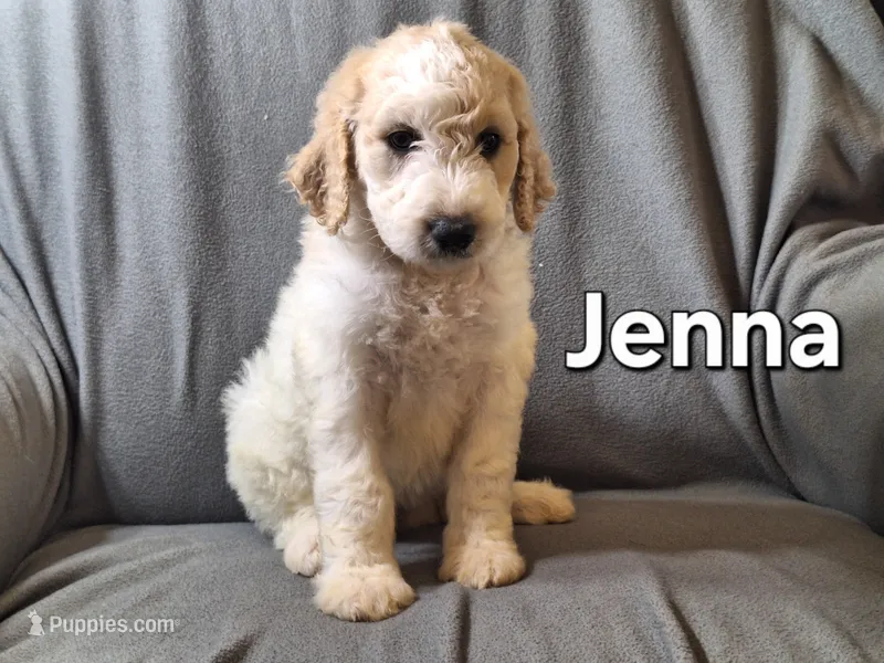 Jenna (F1bb) – Labradoodle puppy for sale in Sylvester, GA