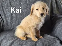 Kai (mini), a male Goldendoodle and Labradoodle for sale in Sylvester, GA – 4 of 4