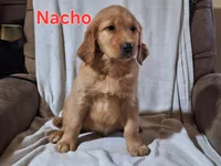 Nacho, a male Golden Retriever and Irish Setter for sale in Sylvester, GA – 4 of 4