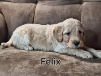 Felix mini, a male Double Doodle for sale in Sylvester, GA – Photo 4 of 4