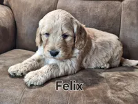 Felix mini, a male Double Doodle for sale in Sylvester, GA – Photo 3 of 4