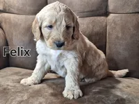 Felix mini, a male Double Doodle for sale in Sylvester, GA – Photo 2 of 4