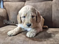 Felix mini, a male Double Doodle for sale in Sylvester, GA – Photo 1 of 4