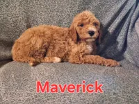 Maverick , a male Poodle - Standard  for sale in Sylvester, GA – 3 of 4