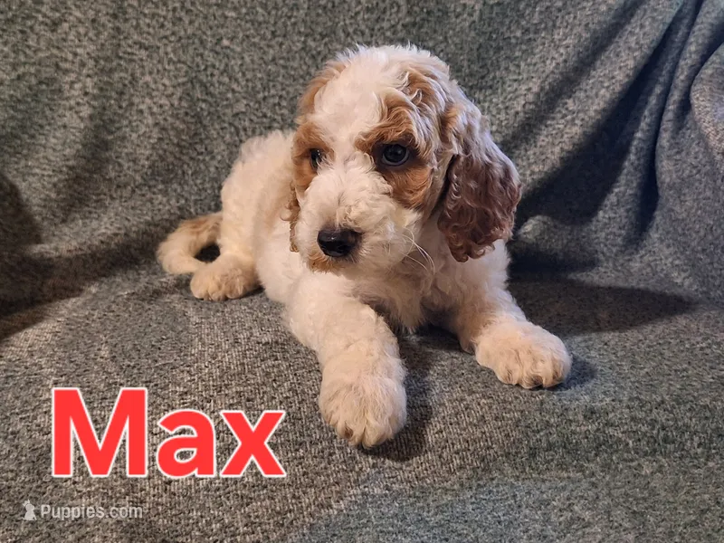 Max – Poodle - Standard  puppy for sale in Sylvester, GA