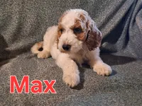 Max, a male Poodle - Standard  for sale in Sylvester, GA – 1 of 7