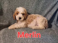 Merlin, a male Poodle - Standard  for sale in Sylvester, GA – 3 of 4