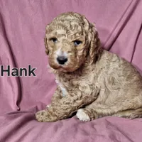Hank, a male Poodle - Standard  for sale in Sylvester, GA – Photo 4 of 4