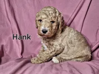 Hank, a male Poodle - Standard  for sale in Sylvester, GA – Photo 4 of 4