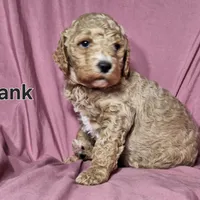 Hank, a male Poodle - Standard  for sale in Sylvester, GA – Photo 2 of 4