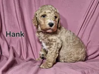 Hank, a male Poodle - Standard  for sale in Sylvester, GA – Photo 2 of 4