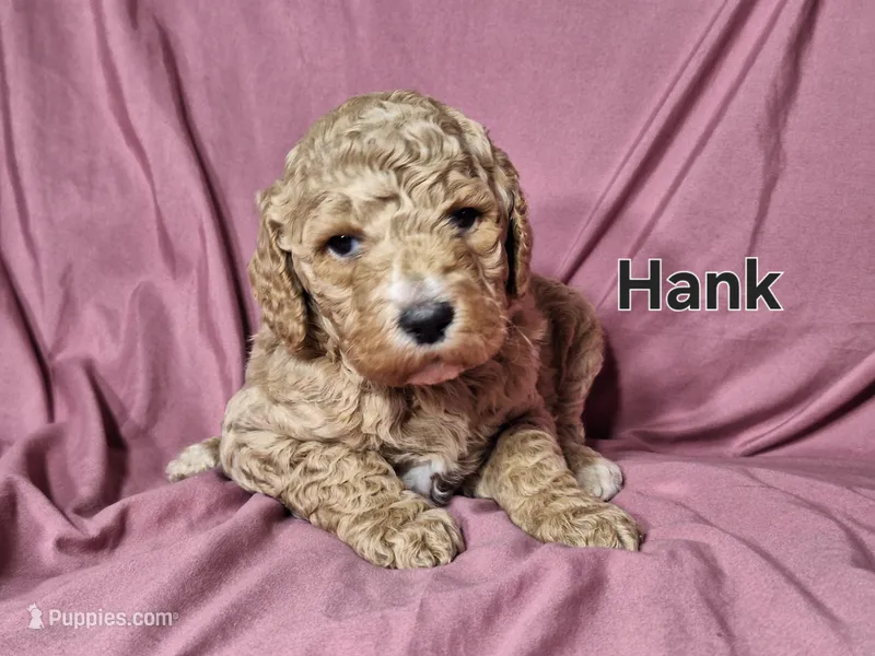 Hank