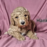 Hank, a male Poodle - Standard  for sale in Sylvester, GA – Photo 1 of 4