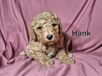Hank, a male Poodle - Standard  for sale in Sylvester, GA – Photo 1 of 4